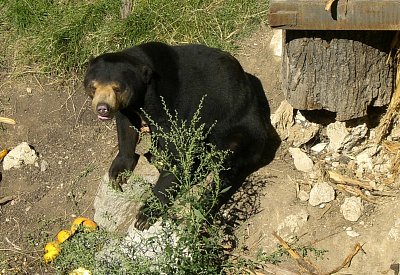 medved-malajsky-2008.jpg