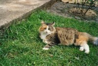 Micinka