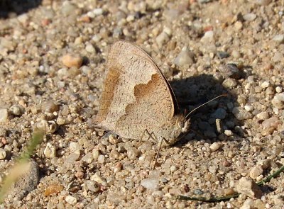 motyli-mimikry.jpg