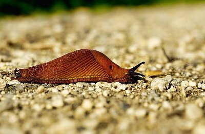 Z mého deníku: Migrantkou na věčné časy