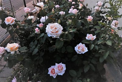 p1030417.jpg