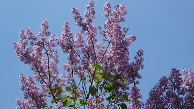 p1080782-kopie.jpg