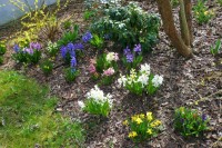 hyacinty