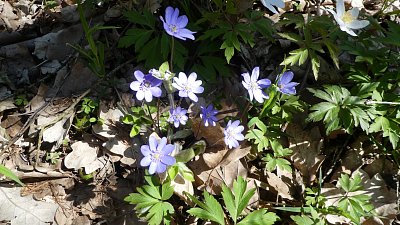p1110940-1.jpg