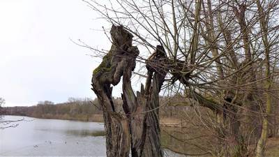 Vykotlaný