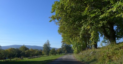 Ořešáková alej
