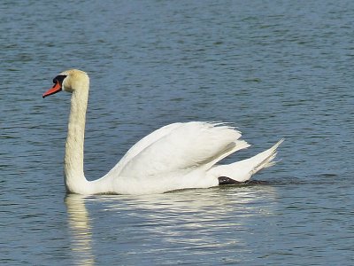 p1260109.jpg