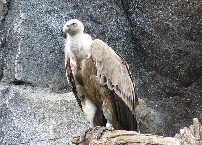 p1360294-a.jpg