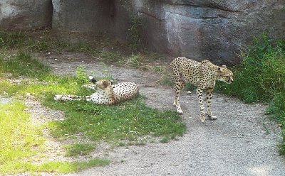 p1360393-a.jpg