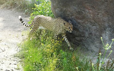 p1360394-a.jpg