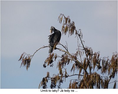 p1440773-kormoran-si-probira-peri.jpg