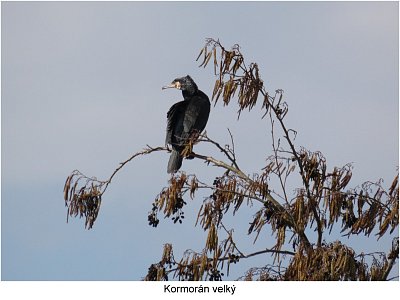 p1440774-kormoran.jpg