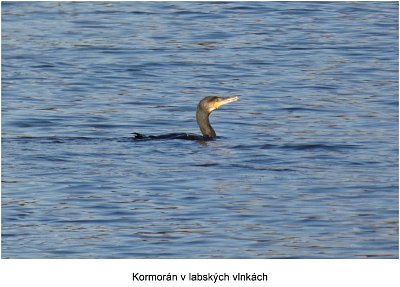 p1450142-kormoran.jpg