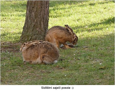 p1450192-dva-zajici-1.jpg