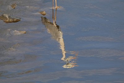 p1500134-volavka-v-labi.jpg