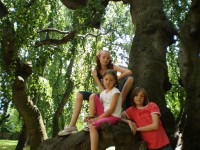 trojlístek pod posvátným stromem