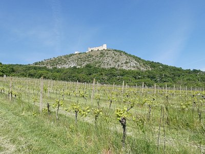 pavlov-vinice-pod-devickami-1.jpg