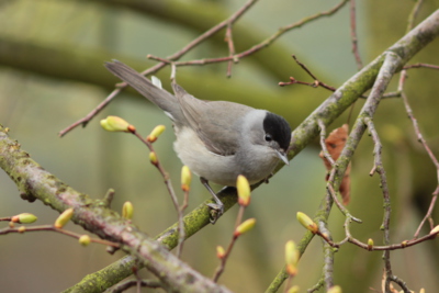 Naši pěvci - pěnice černohlavá