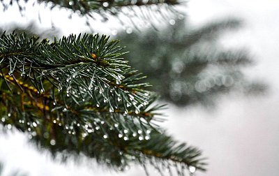 Gigant, předci a křivý stromek aneb co všechno vydrží jedna důchodkyně 