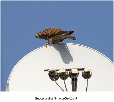 poštolka na satelitu.jpg