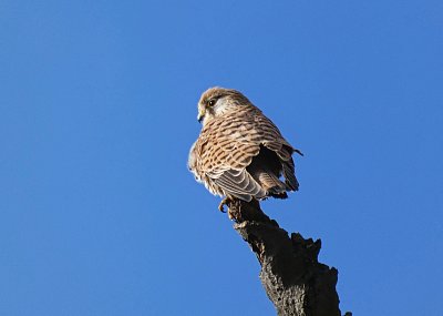 Po očku se dívá - poštolka obecná *