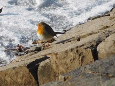 Kam se ptáčku, kam schováš?