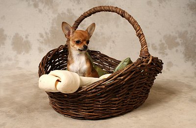 Protiepidemiologický systém začíná být kočkopsem, holí si ale nezaslouží