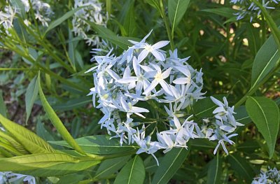 Jsem rostlina, co zahání slimáky, a jsem krásná