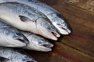 salmon-4143734-1280.jpg