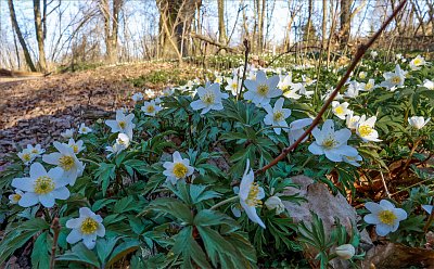 V království sasanek ...