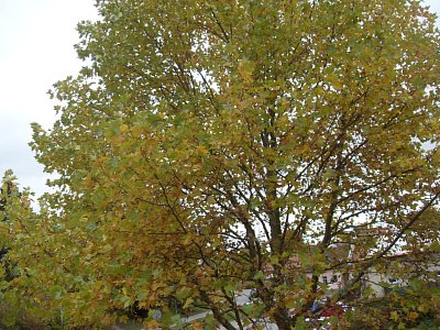 Zde ještě listy nepadají