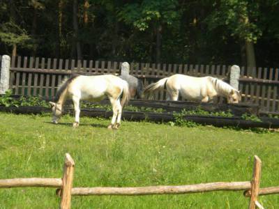 skanzen-vysoky-chlumec-23-.jpg
