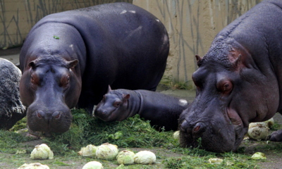 Snídaně v "trávě"...