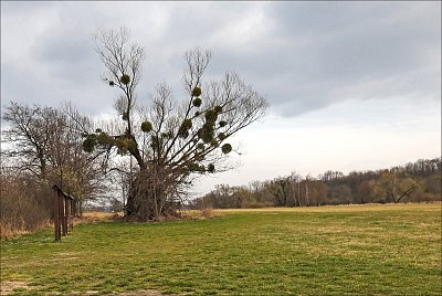 Starý strom a jeho spolubydlící ...