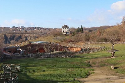 stavba-noveho-pavilonu-pro-gorily-1.jpg