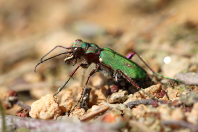 Poklady naší přírody - svižník polní