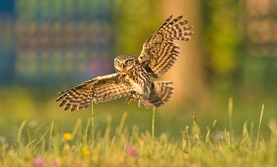 S ochranou kriticky ohrožených sýčků pomáhá hlasový monitoring 