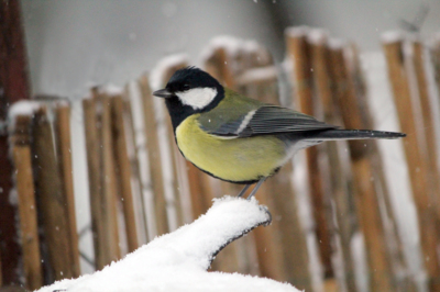 Naši ptáci - sýkora koňadra