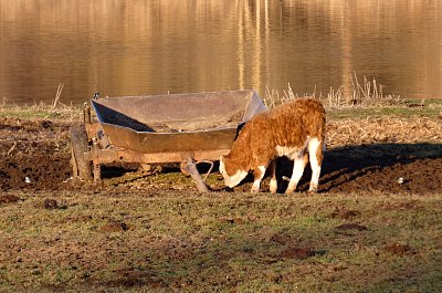 ... a to tele hubou mele ...