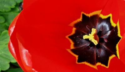 Krasohled v tulipánu