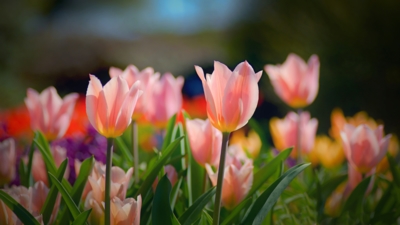 Tulipány
