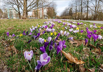 Rozkvetlé sídliště ...