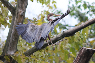 Poklady naší přírody - volavka červená