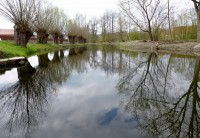 Vrby u náhonu