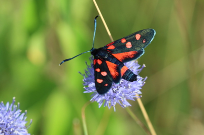 Naši motýli - vřetenuška čičorková