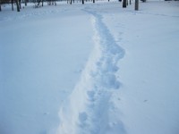 cestička