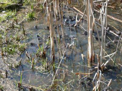 Žáby v mokřinách