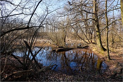 Začarovaný les ...*