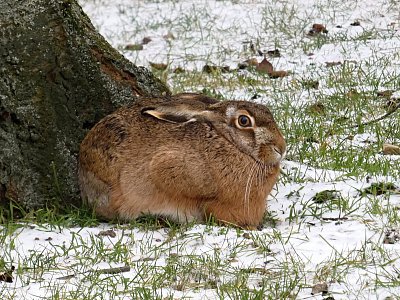 Zajíc polní *