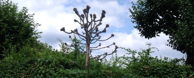 Zajímavý strom - vypadal suchý, ale není